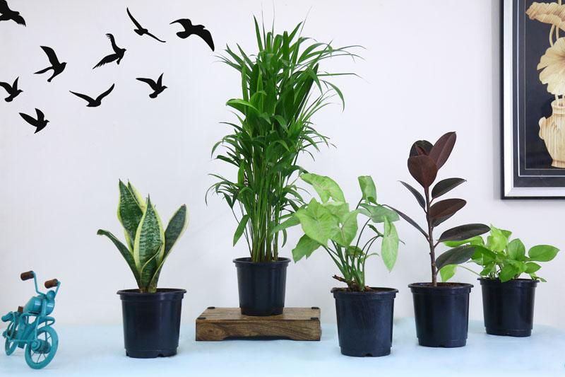 Buy Nasa 5 Air Purifier Plants Online in India Vitri Greens